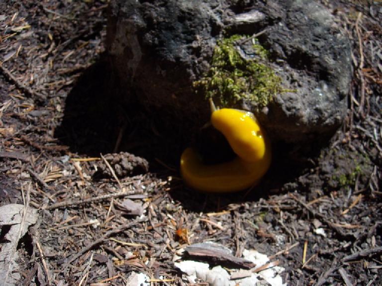 Banana slug. Banana slug.