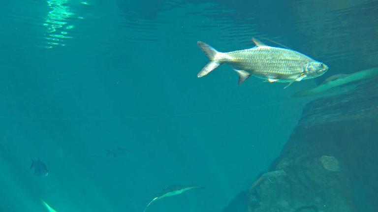 A tarpon, I think. A tarpon, I think.