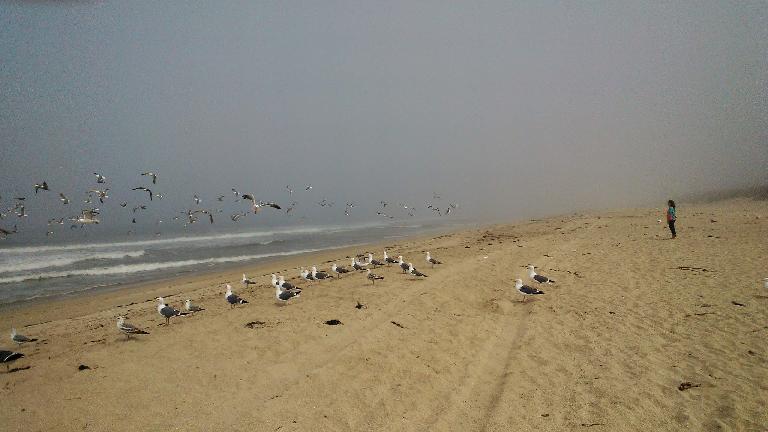 Katia and the birds on the beach had the same pose. Katia and the birds on the beach had the same pose.