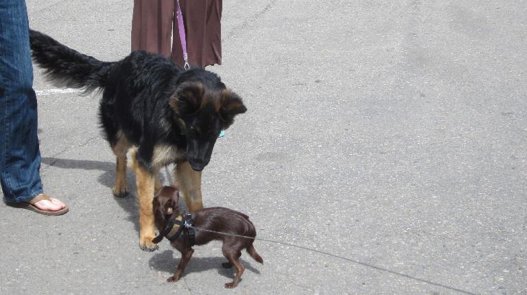 Olivia's dog Bambi makes friends with a furry dog. big furry black dog meets small brown dog