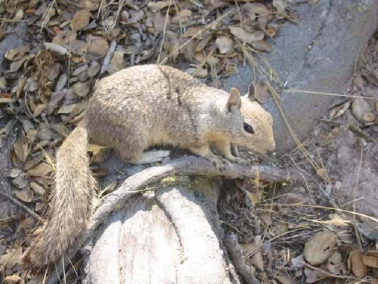 Here's one of the cute squirrels we weren't supposed to feed, lest face a $500 fine. Photo: Loren Cheng. Here's one of the cute squirrels we weren't supposed to feed, lest face a $500 fine. Photo: Loren Cheng.