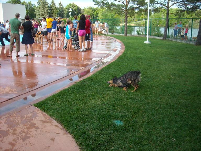 A doggie doing down dog. A doggie doing down dog.