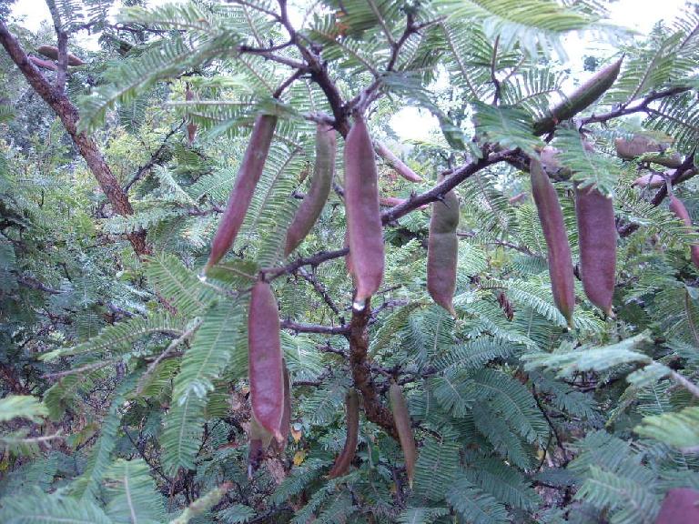 A huaje tree -- the tree that gave Oaxaca its name. A huaje tree -- the tree that gave Oaxaca its name.