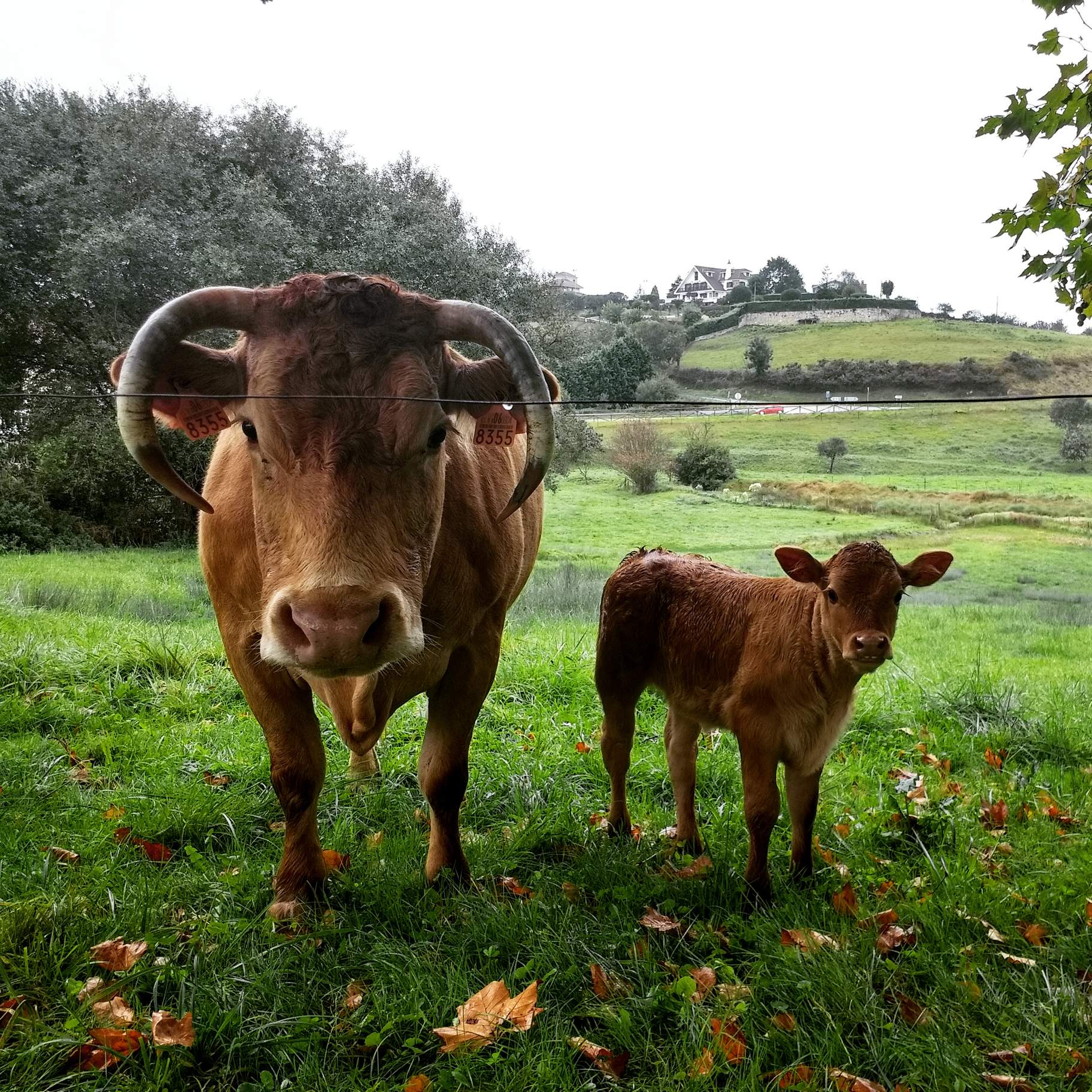 A cow and calf in El Tejo, Spain.