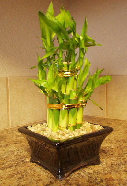 Old Ironsides, the lucky bamboo plant Lisa sent me as a housewarming gift. (December 2005)