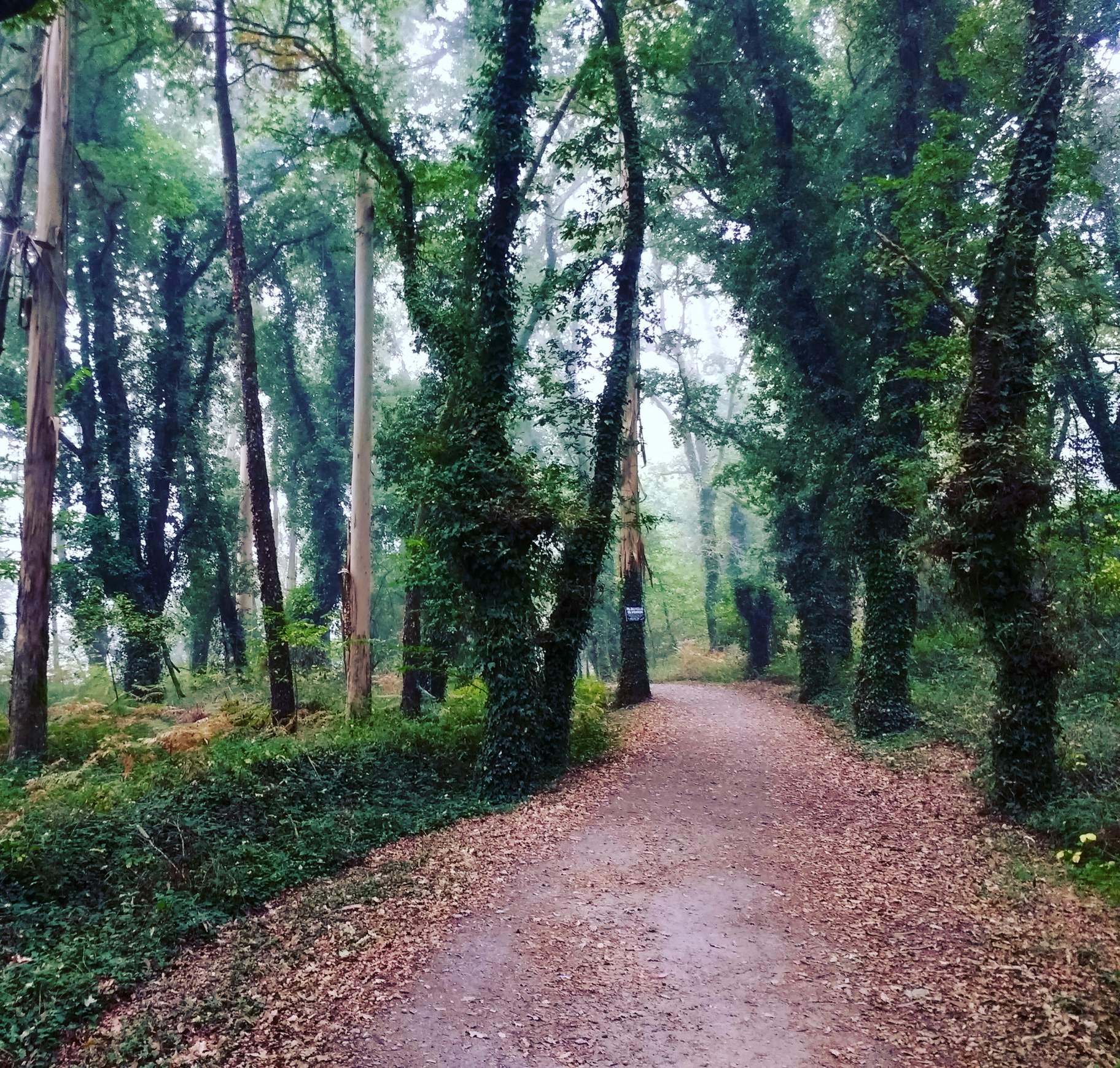 Fog through trees with fallen leaves on the Camino de Fisterra.