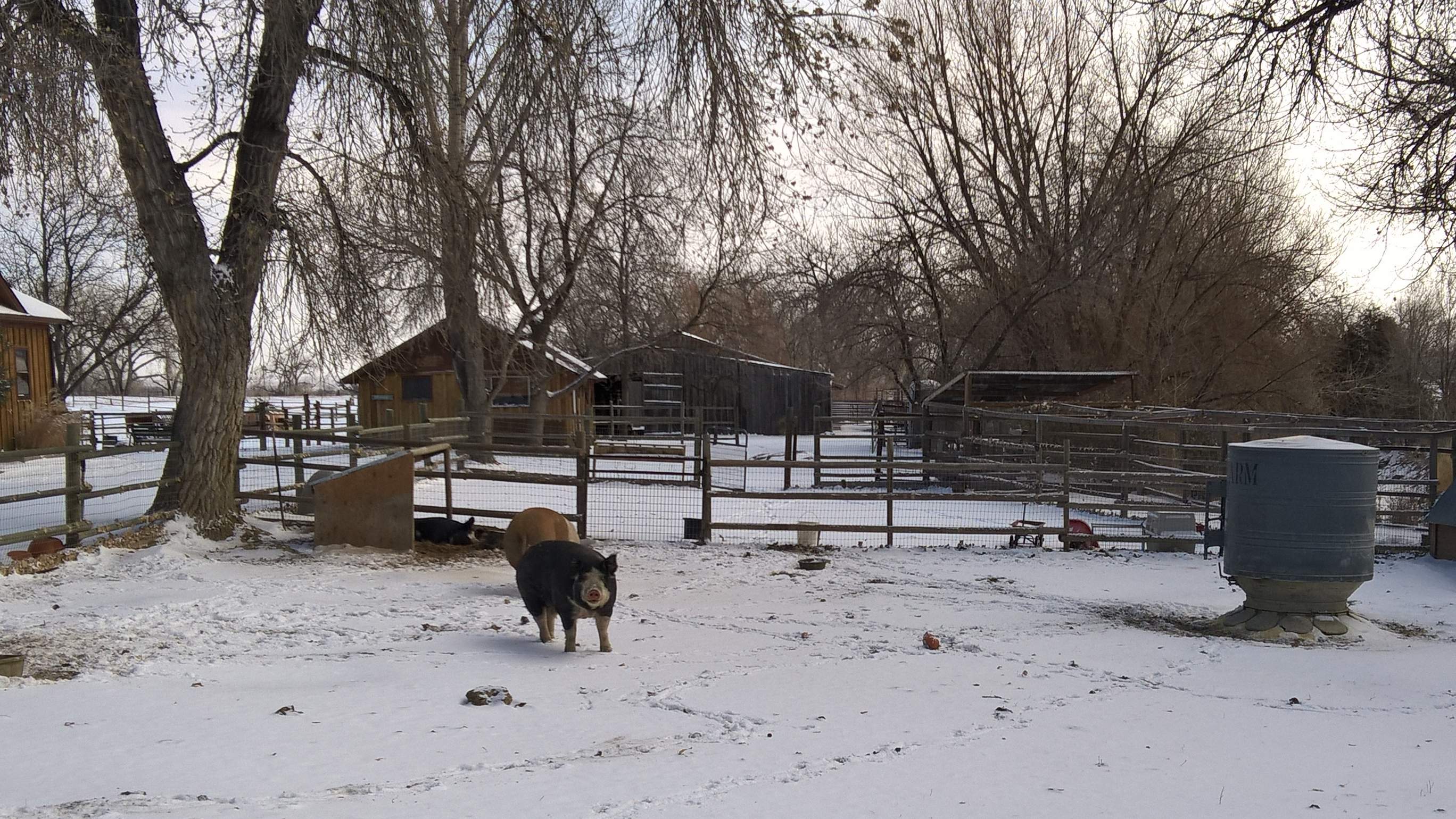 pigs in snow, north Fort Collins