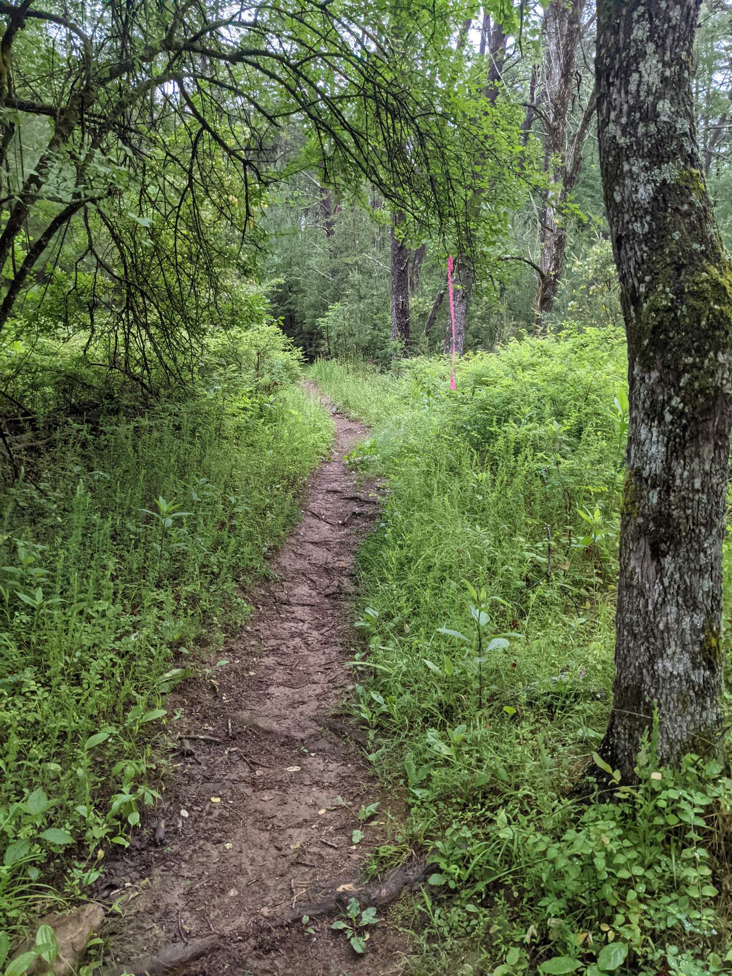 Typical singletrack in the Conquer the Cove Trail Marathon.