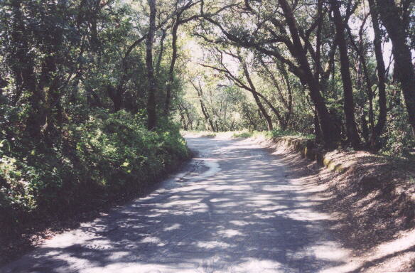 Now alone, I begin a classic climb up to Skyline Blvd. on Old La Honda Rd.