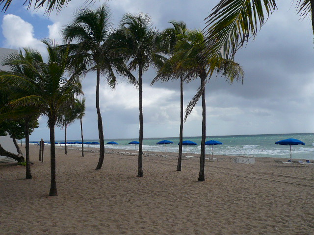 Palm trees and umbrellas among the sand.