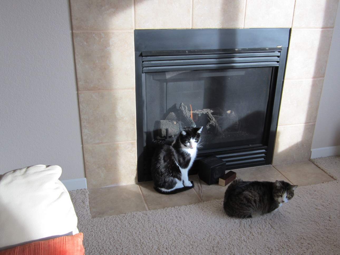 The furnace broke! Fortunately the gas fireplace still worked so the kitties didn't freeze during the weekend.