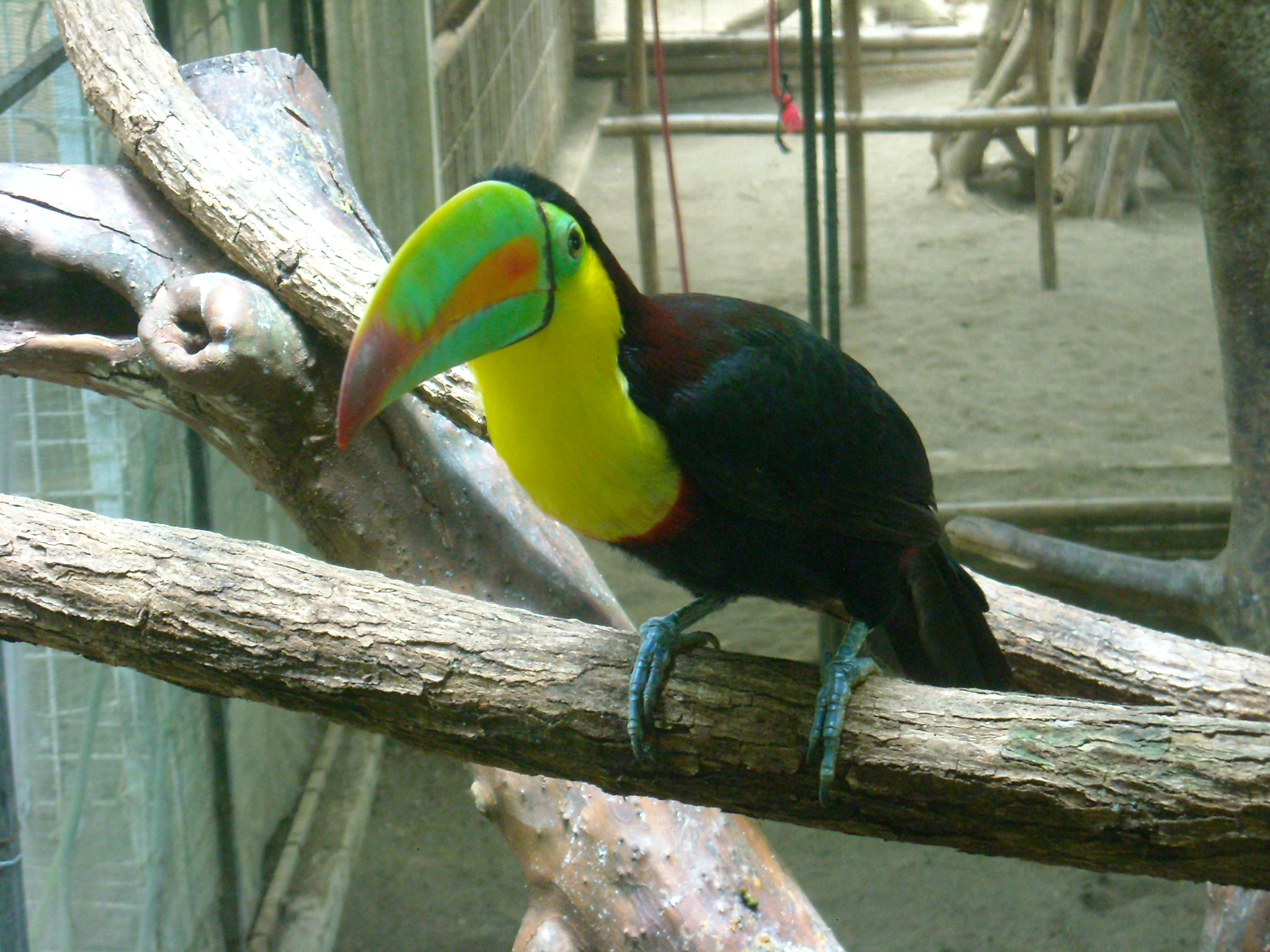 A toucan at the Jaguar Rescue Center.