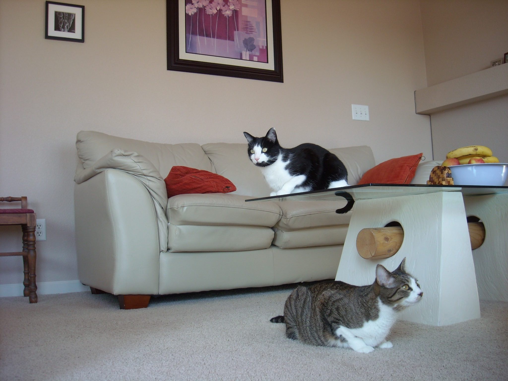Oreo and Tiger in the family room.