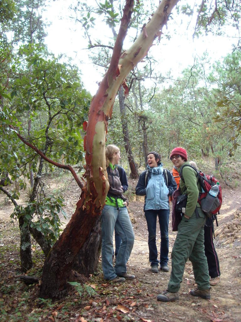 Madrone, or "tourist tree" because it "looks red and loses all its skin."  It is a hard wood.