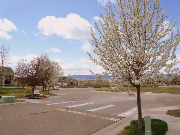trees with white blossoms next to a roundabout