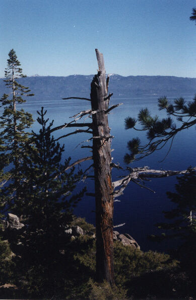 Tree on the Rubicon Trail.