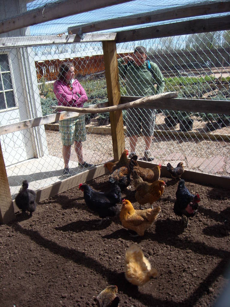 Various kinds of hens and a rooster.