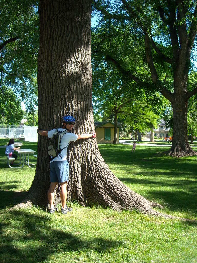 Felix Wong hugging a 90-year-old Northern Red Oak (a #2 champ) in the Fort Collins City Park playground.