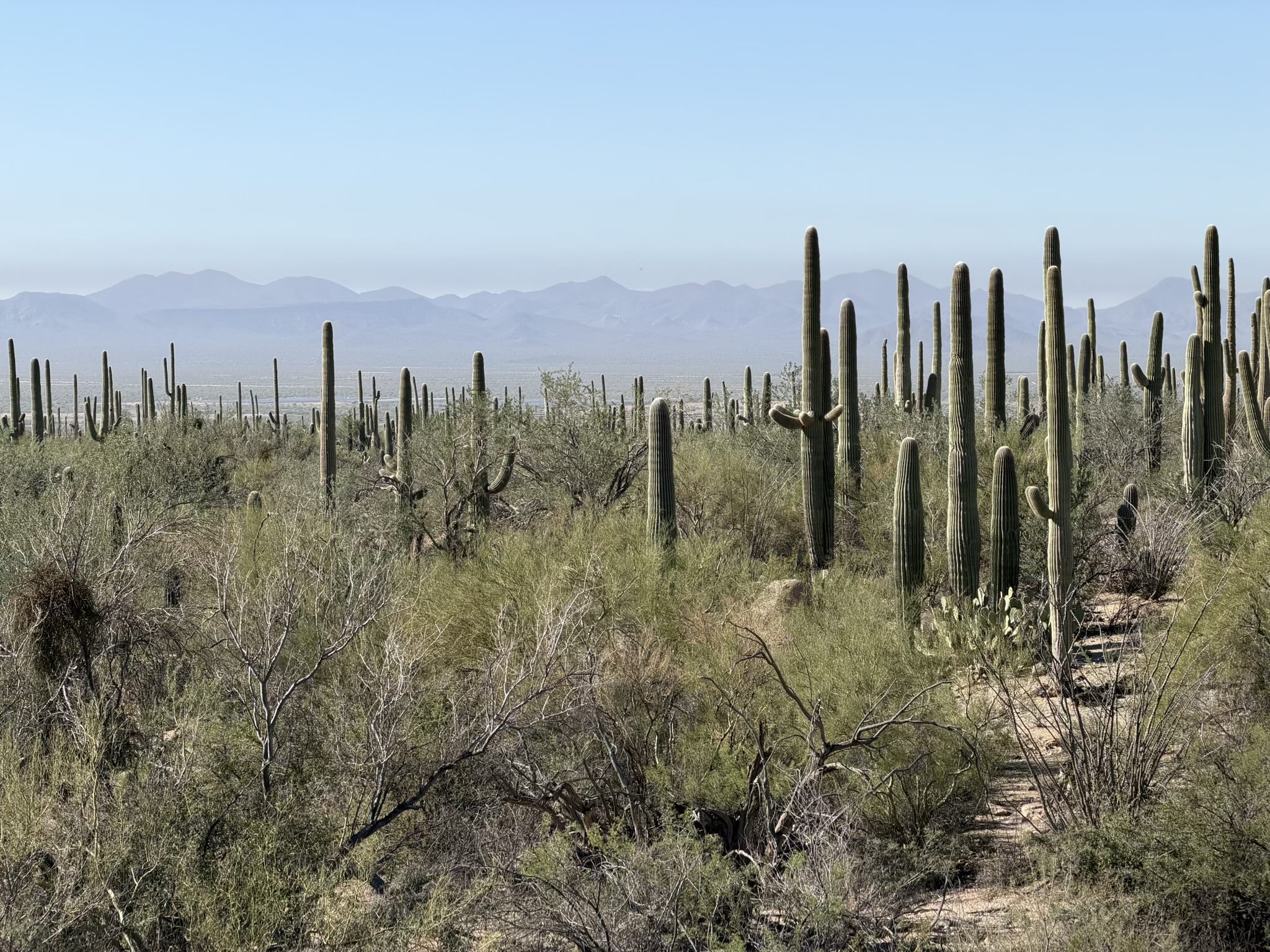 Cacti in Saguara National Park West, near the Bajada Wash Trail.