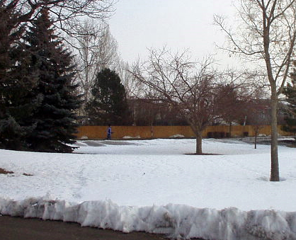 a foot of snow covering lawn with evergreen tree and two leafless trees