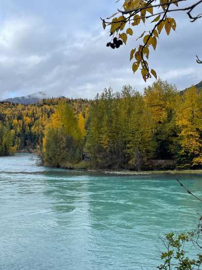 The Kenai River with beautiful trees behind showing fall colors.