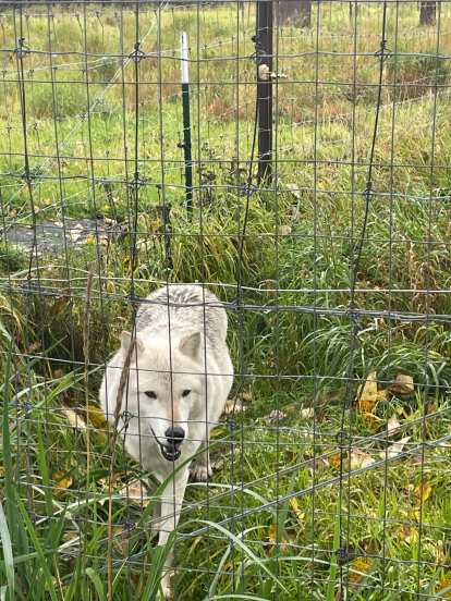 Dirus the Hudson Bay gray wolf.
