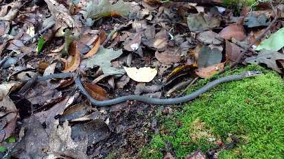 A snake at Albert Mountain. A snake at Albert Mountain.