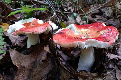 Two red wild mushrooms, Albert Mountain