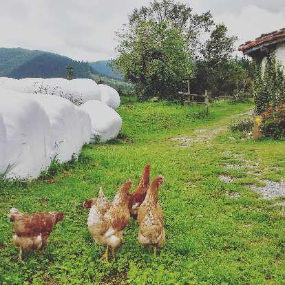 Chickens, white bags of compost and a yellow Camino de Santiago route marking in Manitibar-Arbatzegi Gerrikaitz, Spain
