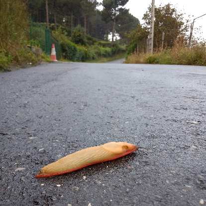 A banana slug on the Camino de Santiago east of Bilbao, Spain. (26 Sep 2017) A banana slug on the Camino de Santiago east of Bilbao, Spain.