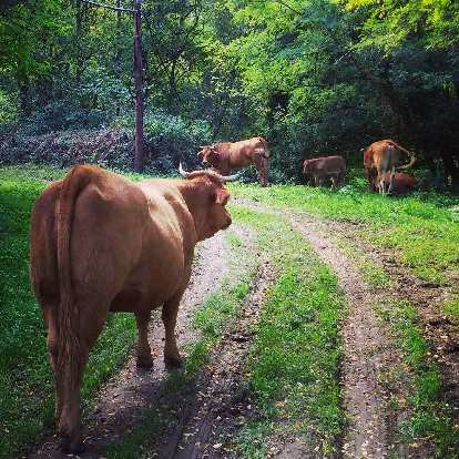 Cows along the Camino de Santiago in Basurto-Zorroza, southwest of Bilbao, Spain.
