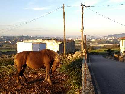 A horse bucking its head by the Camino de Santiago west of Santander, Spain. (29 Sep 2017) A horse bucking its head by the Camino de Santiago west of Santander, Spain.