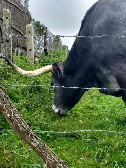 A black cow with horns in San Vicente de la Barquera. (30 Sep 2017) A black cow with horns in San Vicente de la Barquera.