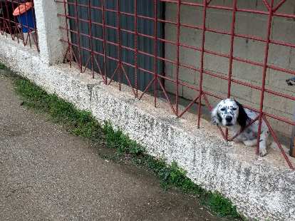 A dog poking its head through red bars in Colunga, Spain. (02 Oct 2017) A dog poking its head through red bars in Colunga, Spain.