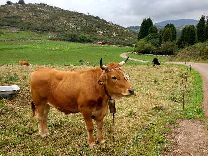 A cow along the Camino de Santiago near Santullano, Spain.