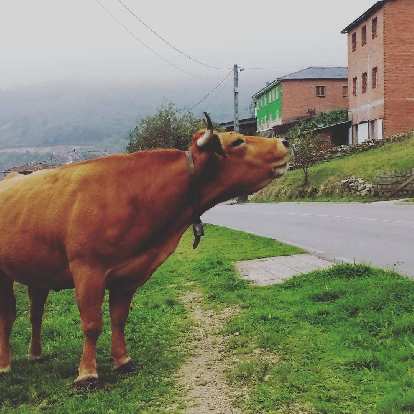 A "kissing cow" in Porciles, Spain. (05 Oct 2017) A "kissing cow" in Porciles, Spain.