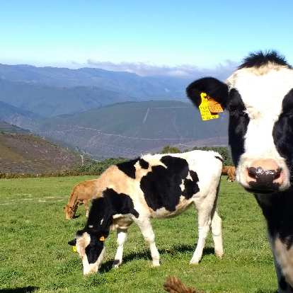 Cows in Berducedo, Spain. (06 Oct 2017) Cows in Berducedo, Spain.