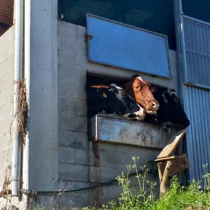 Cows poking their heads out the window near Mazaricos, Spain.