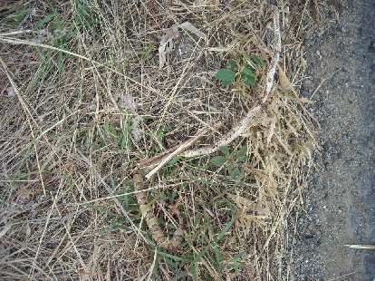 Dead snake. Dead snake.