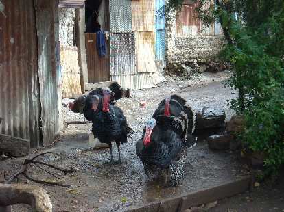 Turkeys in Capulalpan de M̩ndez.