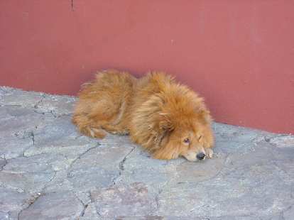 Another lazy dog, this one in Oaxaca. (23 Dec 2009) Another lazy dog, this one in Oaxaca.