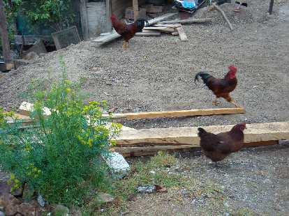 Gallos y gallinas  (roosters and hens).