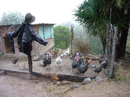 Turkeys and other birds in Capulalpan de M̩ndez.