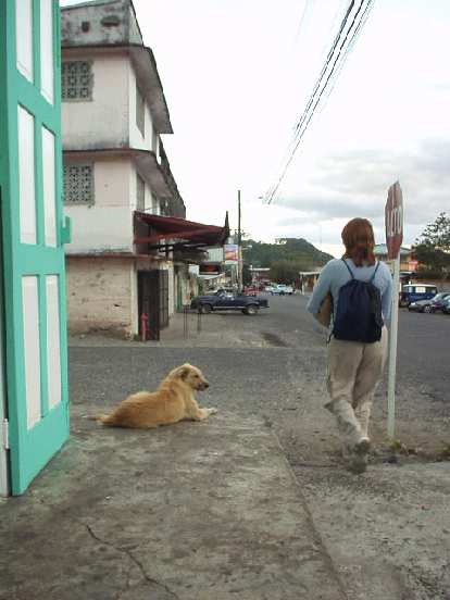Unlike all the rest of the dogs in Boquete, this dog actually barked. (08 Mar 2007) Unlike all the rest of the dogs in Boquete, this dog actually barked.