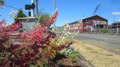 Red flowers with Clemente's Caf̩ & Public House in the background in Astoria, Oregon. red flowers, Clemente's Cafe & Public House, Astoria, Oregon