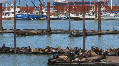 Seals and boats on the Columbia River in Astoria, Oregon (05 Jun 2015) seals, boats, Columbia River, Astoria, Oregon