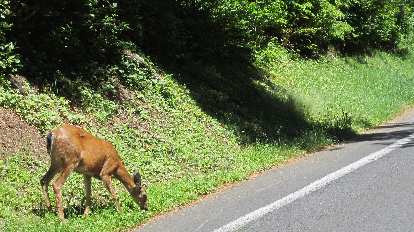 Deer on the road to the Astoria Column. (05 Jun 2015) deer on road to Astoria Column