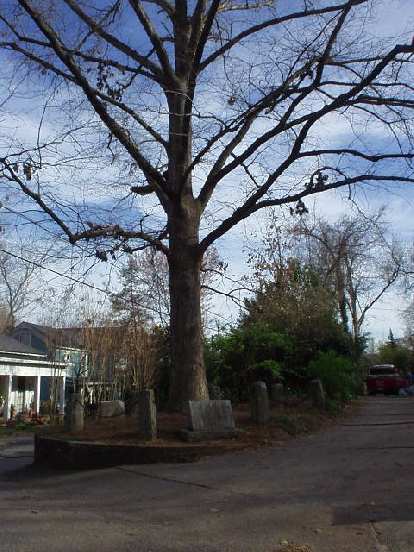 Speaking of residences, here is "the tree that owns itself" (actually, its "son") on Finley and Deery streets.  That's right, in the early 20th century someone bequeathed some land to this tree's "father" since he liked it so much!