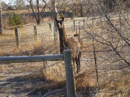 An alpaca on a farm one mile from where I live. Photo: Bandy Nuon. An alpaca on a farm one mile from where I live.