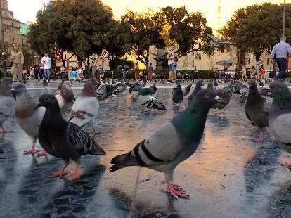 Lots of birds at Plaça de Catalunya in Barcelona, Spain. (17 Oct 2017) Lots of birds at Plaça de Catalunya in Barcelona, Spain.